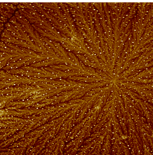 AFM scan of a dried tear from a multiple sclerosis patient
